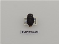 藏品(埋葬蟲)的圖片